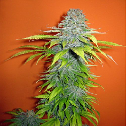 BC Diesel · Blimburn Seeds